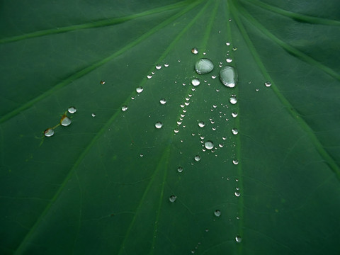 荷叶上的水珠