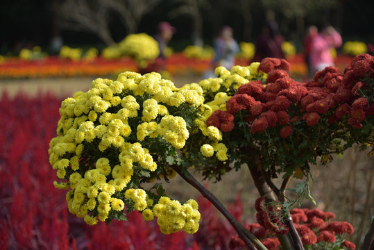 菊花