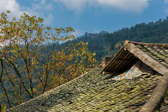 宜宾江安红岩村老瓦房与柿子树