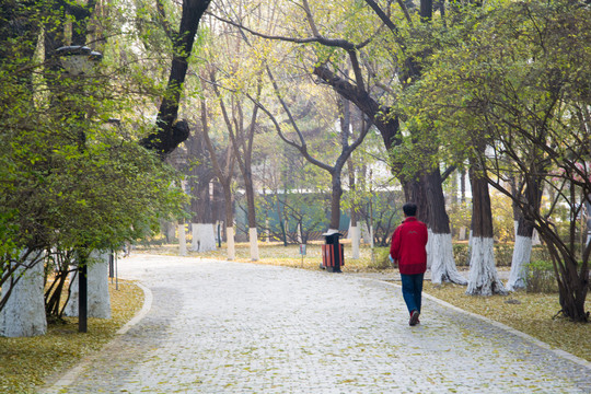 公园小路