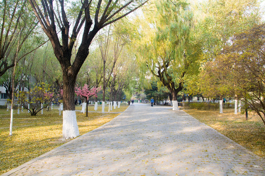 公园小路