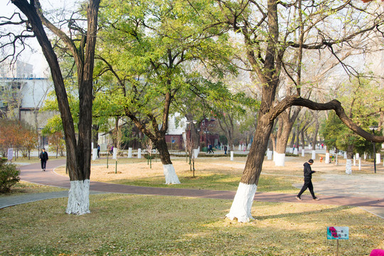 公园秋景