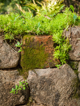 石头墙上的苔藓