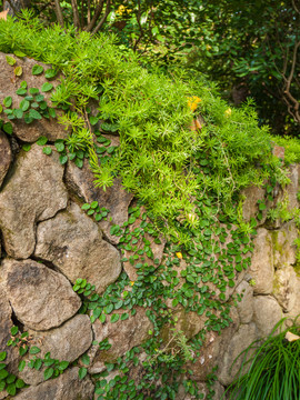 石头墙上的苔藓和爬墙虎