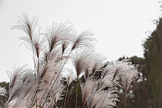 芦花飞扬