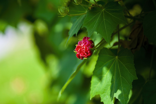 木芙蓉