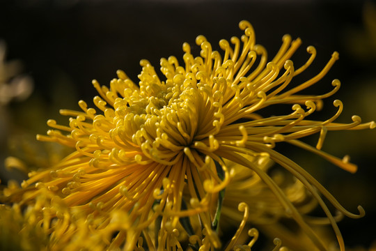 菊花