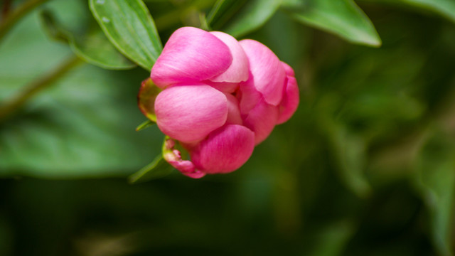 粉红色的芍药花