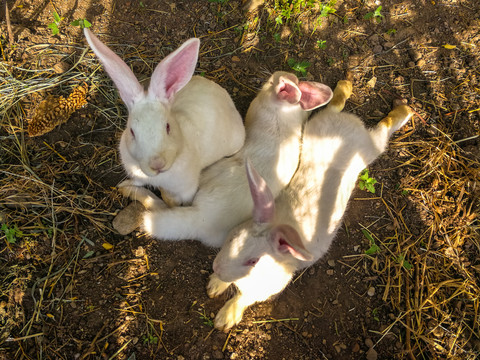 家养小白兔
