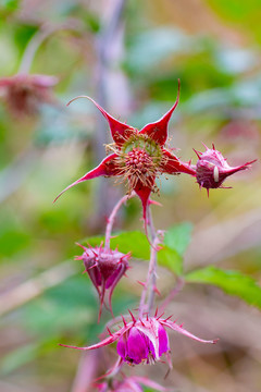 洛神花