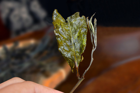 普洱茶老黄片和芽头干茶特写