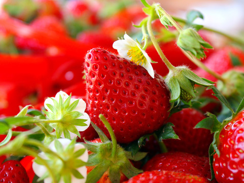 新鲜采摘成熟草莓