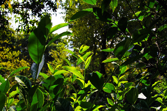 森林中的普洱茶鲜叶芽头