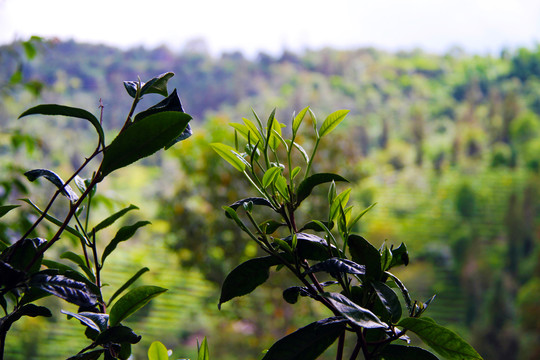 普洱茶茶山鲜叶