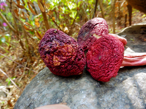 野生大红菌红菇野生菌野外拍摄