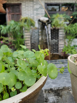 铜钱草