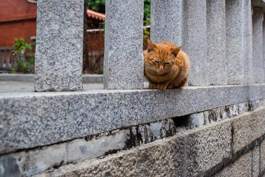 寺院里的猫