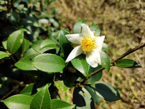 油茶花