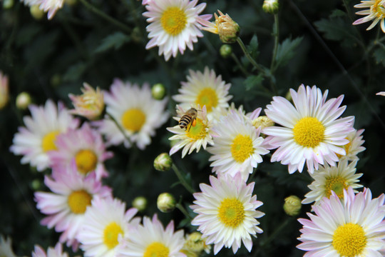 小蜜蜂和雏菊