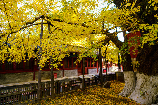 大觉寺