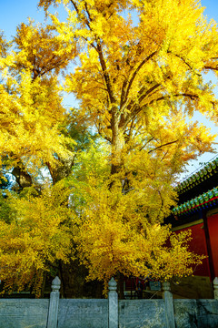 大觉寺