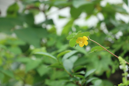 光果田麻的黄色花朵