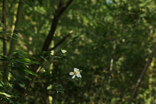 密林中的一朵山茶花