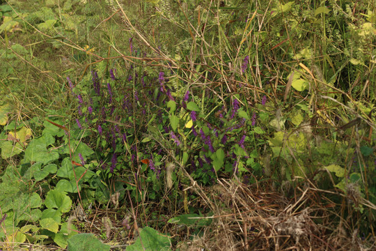 杂草丛里的一棵紫花香薷