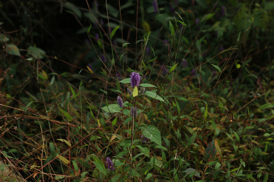 紫花香薷上的一只黄粉蝶