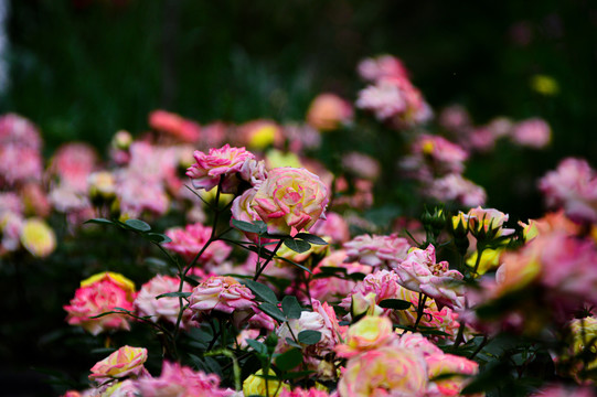 玫瑰花月季花