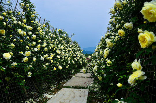 玫瑰花月季花