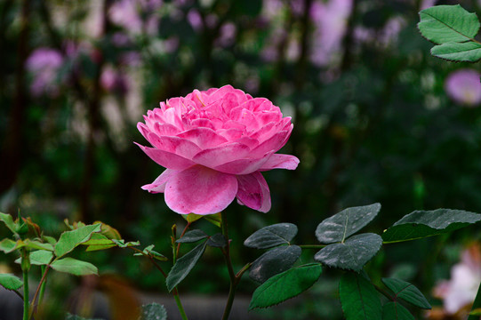 玫瑰花月季花