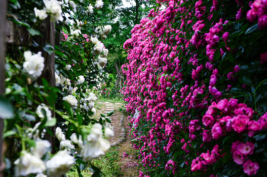 玫瑰花月季花