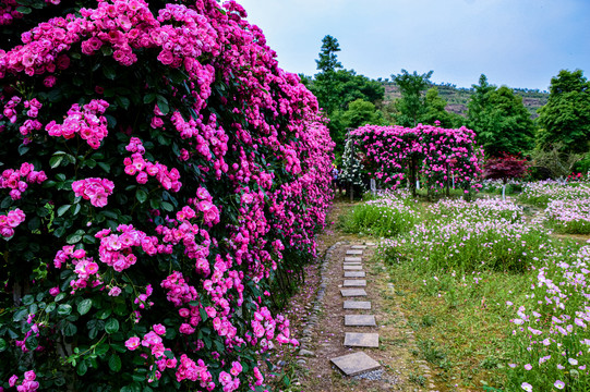 玫瑰花月季花