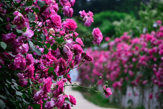 玫瑰花月季花