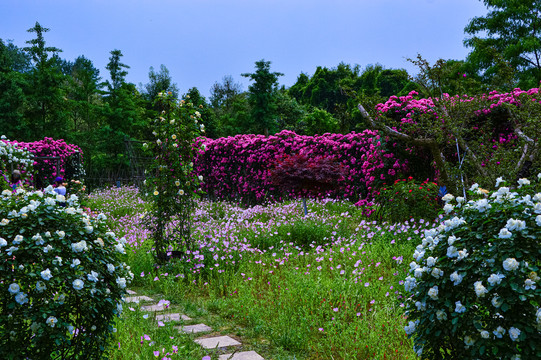 玫瑰花月季花