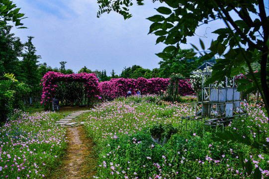 玫瑰花月季花