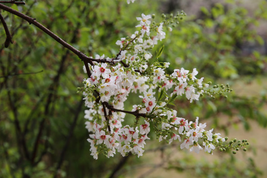 花卉