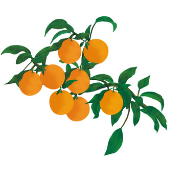 橙子手绘图