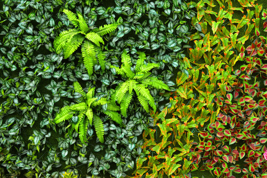 植物背景墙