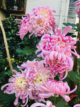 菊花
