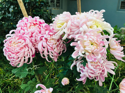 菊花