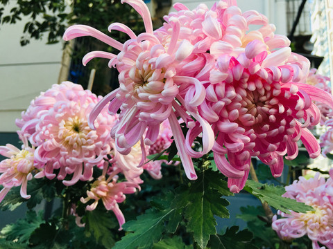 菊花