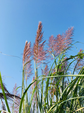 蓝天下芦苇花