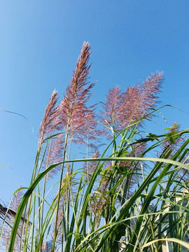 芦苇