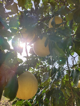 阳光下的柚子树