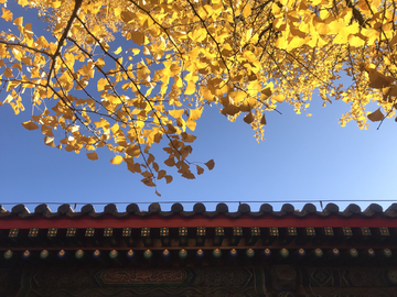 北京红螺寺的银杏叶