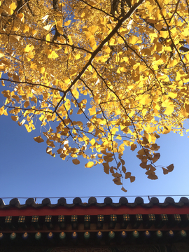 北京红螺寺的银杏叶