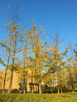 银杏树