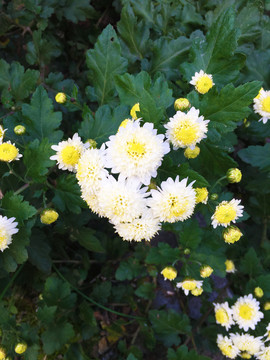 雏菊